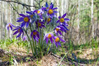Bahar manzara. Çiçekleri içinde belgili tanımlık vahşi. Bahar çiçek Pulsatilla. Pasque çiçek ya da pasqueflower, Rüzgar çiçek, çayır bitkisi, Paskalya çiçek ve çayır anemone ortak adları dahil. 