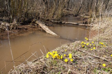 Coltsfoot bilinen Tussilago farfara bitki papatya ailesindeki groundsel kabile bir bitkidir