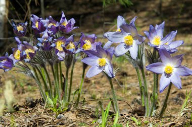 Bahar manzara. Çiçekleri içinde belgili tanımlık vahşi. Bahar çiçek Pulsatilla. Pasque çiçek ya da pasqueflower, Rüzgar çiçek, çayır bitkisi, Paskalya çiçek ve çayır anemone ortak adları dahil. 