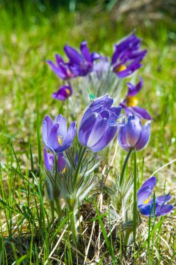 Bahar manzara. Çiçekleri içinde belgili tanımlık vahşi. Bahar çiçek Pulsatilla. Pasque çiçek ya da pasqueflower, Rüzgar çiçek, çayır bitkisi, Paskalya çiçek ve çayır anemone ortak adları dahil. 