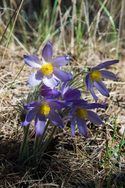 Bahar manzara. Çiçekleri içinde belgili tanımlık vahşi. Bahar çiçek Pulsatilla. Pasque çiçek ya da pasqueflower, Rüzgar çiçek, çayır bitkisi, Paskalya çiçek ve çayır anemone ortak adları dahil. 
