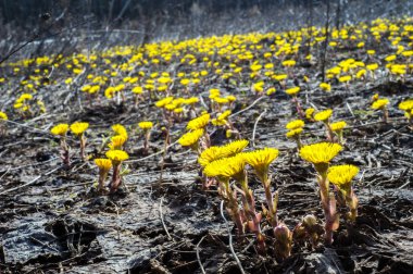 Coltsfoot bilinen Tussilago farfara bitki papatya ailesindeki groundsel kabile bir bitkidir