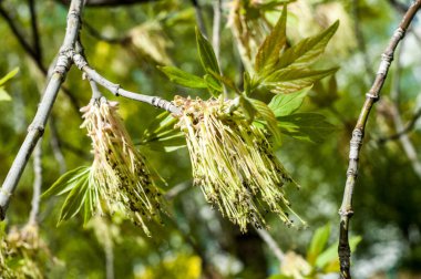 Arka plan resmi, bahar peyzaj, ağaçlar ilk yaprak dokusu