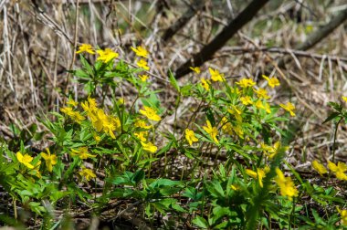Anemon sarı orman çiçek çiçekli bitkiler buttercup ailesinin ılıman bölgelerde yerel yaklaşık 200 türü bir cinsidir.