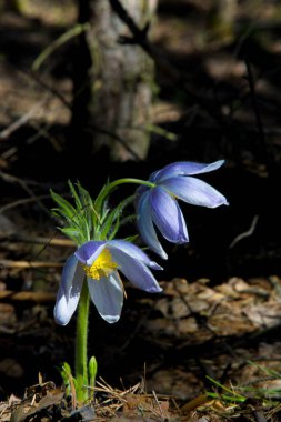 Bahar manzara. Çiçekleri içinde belgili tanımlık vahşi. Bahar çiçek Pulsatilla. Pasque çiçek ya da pasqueflower, Rüzgar çiçek, çayır bitkisi, Paskalya çiçek ve çayır anemone ortak adları dahil. 