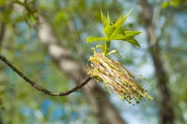 Arka plan resmi, bahar peyzaj, ağaçlar ilk yaprak dokusu