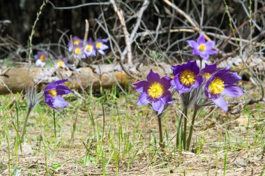 Bahar manzara. Çiçekleri içinde belgili tanımlık vahşi. Bahar çiçek Pulsatilla. Pasque çiçek ya da pasqueflower, Rüzgar çiçek, çayır bitkisi, Paskalya çiçek ve çayır anemone ortak adları dahil. 