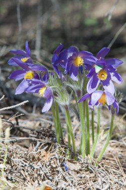 Bahar manzara. Çiçekleri içinde belgili tanımlık vahşi. Bahar çiçek Pulsatilla. Pasque çiçek ya da pasqueflower, Rüzgar çiçek, çayır bitkisi, Paskalya çiçek ve çayır anemone ortak adları dahil. 