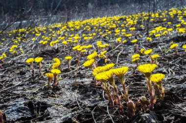 Coltsfoot bilinen Tussilago farfara bitki papatya ailesindeki groundsel kabile bir bitkidir