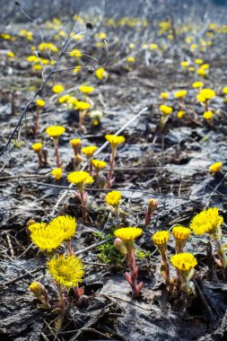 Coltsfoot bilinen Tussilago farfara bitki papatya ailesindeki groundsel kabile bir bitkidir