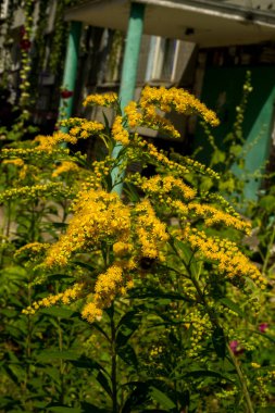 Solidago, goldenrods, yaygın olarak adlandırılan bir tür Aster, bitki ailesindeki çiçekli bitki cinsidir. Bunların çoğu çok yıllık otsu türler açık yerlerde bulundu