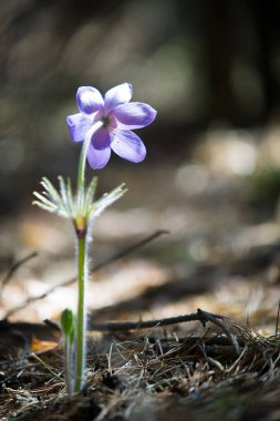 Bahar manzara. Çiçekleri içinde belgili tanımlık vahşi. Bahar çiçek Pulsatilla. Pasque çiçek ya da pasqueflower, Rüzgar çiçek, çayır bitkisi, Paskalya çiçek ve çayır anemone ortak adları dahil. 