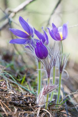 Bahar manzara. Çiçekleri içinde belgili tanımlık vahşi. Bahar çiçek Pulsatilla. Pasque çiçek ya da pasqueflower, Rüzgar çiçek, çayır bitkisi, Paskalya çiçek ve çayır anemone ortak adları dahil. 