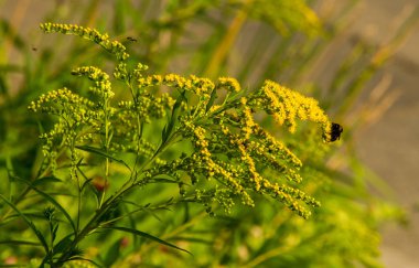 Solidago, goldenrods, yaygın olarak adlandırılan bir tür Aster, bitki ailesindeki çiçekli bitki cinsidir. Bunların çoğu çok yıllık otsu türler açık yerlerde bulundu