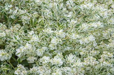 Doku arka plan. Snow-on-the-mountain, çayır üzerinde duman, alacalı spurge veya beyaz açılımına spurge bilinen Atatürk marginata küçük bir yıllık spurge ailesindeki alınır