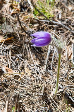Bahar manzara. Çiçekleri içinde belgili tanımlık vahşi. Bahar çiçek Pulsatilla. Pasque çiçek ya da pasqueflower, Rüzgar çiçek, çayır bitkisi, Paskalya çiçek ve çayır anemone ortak adları dahil. 