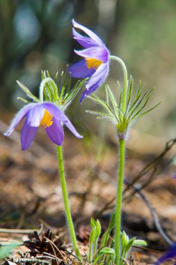 Bahar manzara. Çiçekleri içinde belgili tanımlık vahşi. Bahar çiçek Pulsatilla. Pasque çiçek ya da pasqueflower, Rüzgar çiçek, çayır bitkisi, Paskalya çiçek ve çayır anemone ortak adları dahil. 