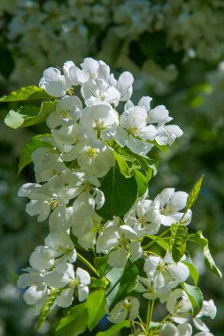 Bahar manzara fotoğrafları. Çiçek açması elma ağaçlarının