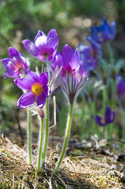 Bahar manzara. Çiçekleri içinde belgili tanımlık vahşi. Bahar çiçek Pulsatilla. Pasque çiçek ya da pasqueflower, Rüzgar çiçek, çayır bitkisi, Paskalya çiçek ve çayır anemone ortak adları dahil. 