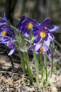 Bahar manzara. Çiçekleri içinde belgili tanımlık vahşi. Bahar çiçek Pulsatilla. Pasque çiçek ya da pasqueflower, Rüzgar çiçek, çayır bitkisi, Paskalya çiçek ve çayır anemone ortak adları dahil. 