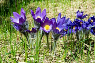 Bahar manzara. Çiçekleri içinde belgili tanımlık vahşi. Bahar çiçek Pulsatilla. Pasque çiçek ya da pasqueflower, Rüzgar çiçek, çayır bitkisi, Paskalya çiçek ve çayır anemone ortak adları dahil. 