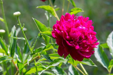 Çiçekler peonies. uzun onun gösterişli çiçekler için ekili olmuştur bir otsu ya da çalı bitki kuzey ılıman bölgelerin.