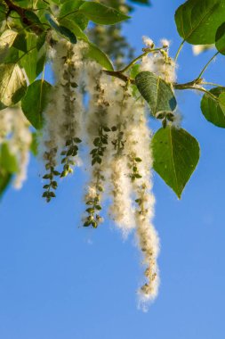 Yaz manzara. Kavak kabartmak. Kavak kabartmak alerji için sorumlu değil, yaz kavak kabartmak ile başlar. Sihirli kavak. Gizemli kavak kabartmak