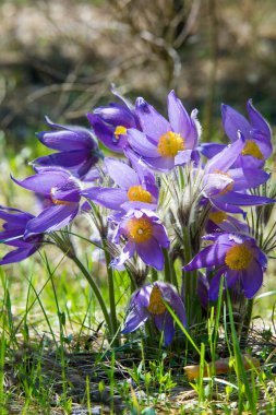 Bahar manzara. Çiçekleri içinde belgili tanımlık vahşi. Bahar çiçek Pulsatilla. Pasque çiçek ya da pasqueflower, Rüzgar çiçek, çayır bitkisi, Paskalya çiçek ve çayır anemone ortak adları dahil. 