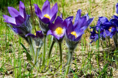 Bahar manzara. Çiçekleri içinde belgili tanımlık vahşi. Bahar çiçek Pulsatilla. Pasque çiçek ya da pasqueflower, Rüzgar çiçek, çayır bitkisi, Paskalya çiçek ve çayır anemone ortak adları dahil. 
