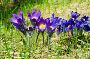 Bahar manzara. Çiçekleri içinde belgili tanımlık vahşi. Bahar çiçek Pulsatilla. Pasque çiçek ya da pasqueflower, Rüzgar çiçek, çayır bitkisi, Paskalya çiçek ve çayır anemone ortak adları dahil. 