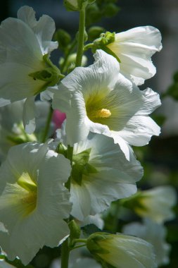 Ebegümeci çiçekler. kıllı kaynaklanıyor, pembe ya da mor çiçekler ve disk şeklinde meyve otsu bir bitki. Birkaç tür süsbitkileri yetiştirilen ve bazı yemeklik.