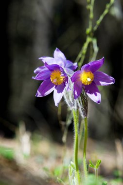 Bahar manzara. Çiçekleri içinde belgili tanımlık vahşi. Bahar çiçek Pulsatilla. Pasque çiçek ya da pasqueflower, Rüzgar çiçek, çayır bitkisi, Paskalya çiçek ve çayır anemone ortak adları dahil. 