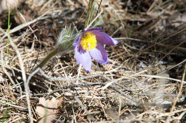 Bahar manzara. Çiçekleri içinde belgili tanımlık vahşi. Bahar çiçek Pulsatilla. Pasque çiçek ya da pasqueflower, Rüzgar çiçek, çayır bitkisi, Paskalya çiçek ve çayır anemone ortak adları dahil. 
