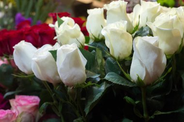 Bir buket gül fotoğraf. Bir dikenli çalı veya genellikle kırmızı, pembe, sarı veya beyaz güzel kokulu çiçekler, kuzey ılıman bölgelere yerli ayılar çalı. 