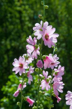 Ebegümeci çiçekler. kıllı kaynaklanıyor, pembe ya da mor çiçekler ve disk şeklinde meyve otsu bir bitki. Birkaç tür süsbitkileri yetiştirilen ve bazı yemeklik.