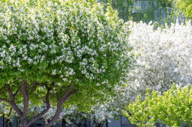 Bahar manzara fotoğrafları. Çiçek açması elma ağaçlarının