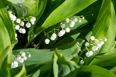 Orman çiçek fotoğrafı. Bilezik. Lily vadi