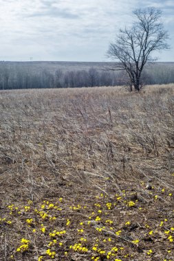 Coltsfoot bilinen Tussilago farfara bitki papatya ailesindeki groundsel kabile bir bitkidir