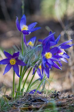 Bahar manzara. Çiçekleri içinde belgili tanımlık vahşi. Bahar çiçek Pulsatilla. Pasque çiçek ya da pasqueflower, Rüzgar çiçek, çayır bitkisi, Paskalya çiçek ve çayır anemone ortak adları dahil. 