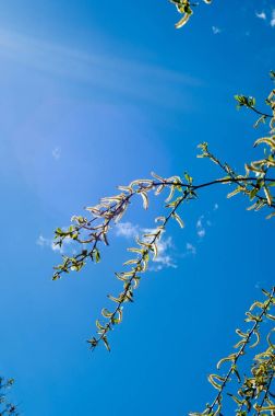 Arka plan resmi, bahar manzara, gökyüzü arka plan üzerinde küpeli söğüt dalı doku. Çiçekli willow. Ağlayan ağaç bahar söğüt. Çiçek - küpe.