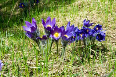 Bahar manzara. Çiçekleri içinde belgili tanımlık vahşi. Bahar çiçek Pulsatilla. Pasque çiçek ya da pasqueflower, Rüzgar çiçek, çayır bitkisi, Paskalya çiçek ve çayır anemone ortak adları dahil. 