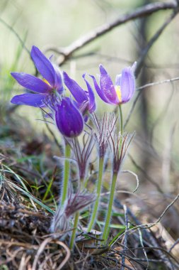 Bahar manzara. Çiçekleri içinde belgili tanımlık vahşi. Bahar çiçek Pulsatilla. Pasque çiçek ya da pasqueflower, Rüzgar çiçek, çayır bitkisi, Paskalya çiçek ve çayır anemone ortak adları dahil. 