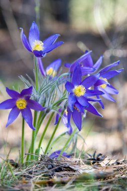 Bahar manzara. Çiçekleri içinde belgili tanımlık vahşi. Bahar çiçek Pulsatilla. Pasque çiçek ya da pasqueflower, Rüzgar çiçek, çayır bitkisi, Paskalya çiçek ve çayır anemone ortak adları dahil. 