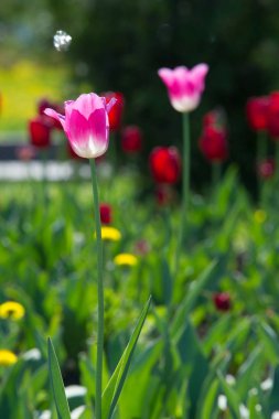 Yüksek gerilim enerji nakil hattı. Enerji ayağı. Gün batımı, şafakta. Elektrik