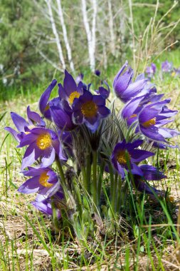 Bahar manzara. Çiçekleri içinde belgili tanımlık vahşi. Bahar çiçek Pulsatilla. Pasque çiçek ya da pasqueflower, Rüzgar çiçek, çayır bitkisi, Paskalya çiçek ve çayır anemone ortak adları dahil. 