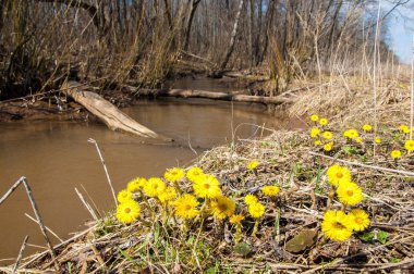 Coltsfoot bilinen Tussilago farfara bitki papatya ailesindeki groundsel kabile bir bitkidir