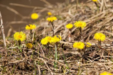 Coltsfoot bilinen Tussilago farfara bitki papatya ailesindeki groundsel kabile bir bitkidir