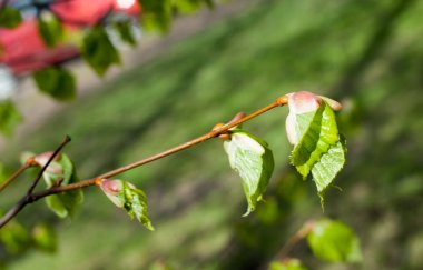 Arka plan resmi, bahar peyzaj, ağaçlar ilk yaprak dokusu
