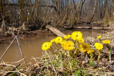 Coltsfoot bilinen Tussilago farfara bitki papatya ailesindeki groundsel kabile bir bitkidir