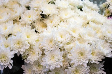 Bir buket çiçek, üstten görünüm, portre resim krizantem.